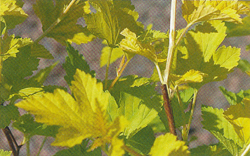 Physocarpus opulifolius Nugget