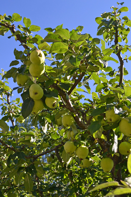 Äpplen hos Oves Plantor