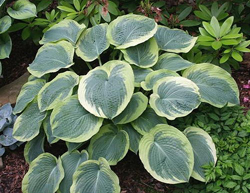 Hosta American Halo