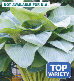 Hosta Empress Wu