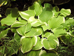 Hosta Fragrant Bouquet