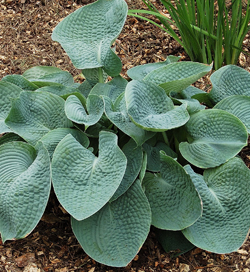 Hosta Abiqua Drinking Gourd