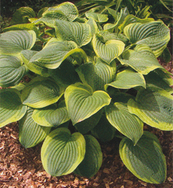 Hosta Abiqua Moonbeam