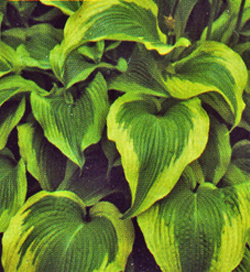 Hosta Atlantis