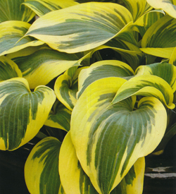 Hosta Ben Vernooy