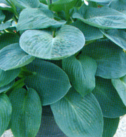 Hosta Blue Vision