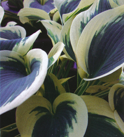 Hosta Blue Ivory