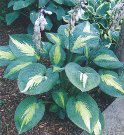 Hosta Chain Lightning