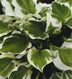 Hosta Diamond Tiara