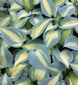 Hosta Dream Queen