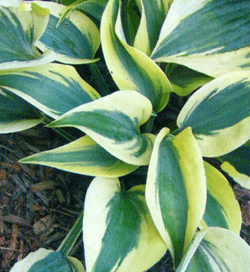 Hosta Firn Line