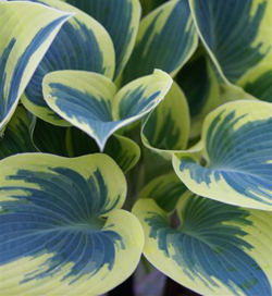 Hosta First Frost