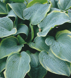 Hosta Frosted Dimples