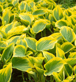 Hosta Liberty