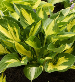 Hosta Morning Star