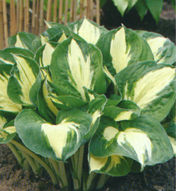 Hosta Pathfinder