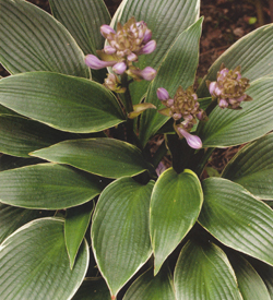 Hosta Silver Shadow