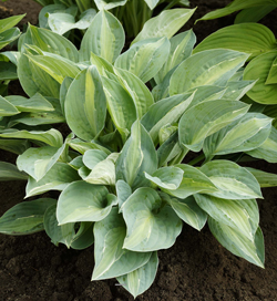 Hosta Snake Eyes