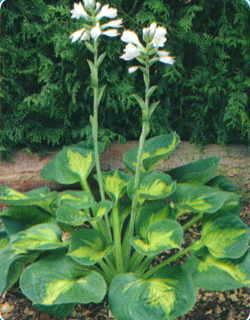 Hosta Sunset Grooves