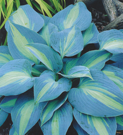 Hosta Touch of Class */