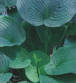 Hosta Jurassic Park