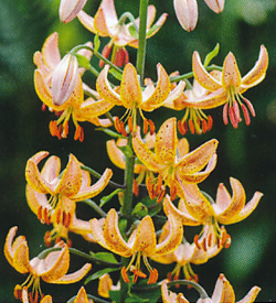 Lilium Guinea Gold