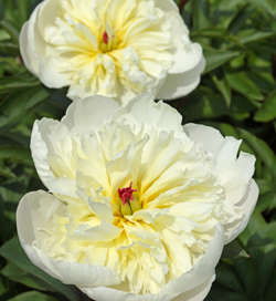 Paeonia Immaculee
