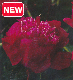 Paeonia Red Spider