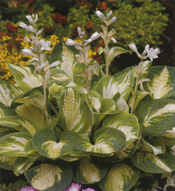 Hosta Popcorn