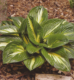 Hosta Sting